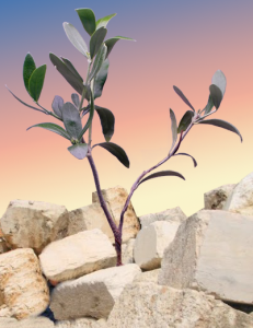 Tisha b'Av - Redemption from the Ruins by Yael Shahar